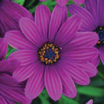 Afbeelding Osteospermum Purple Blue