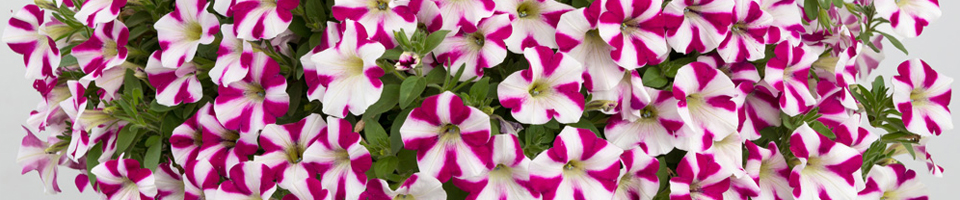 Categorie afbeelding Petunia