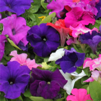 Afbeelding Petunia