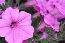 Menuafbeelding Peyunia