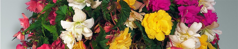 Categorie afbeelding Begonia tuberhybrida Illumination