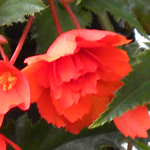Afbeelding Begonia tuberhybrida Illumination Orange